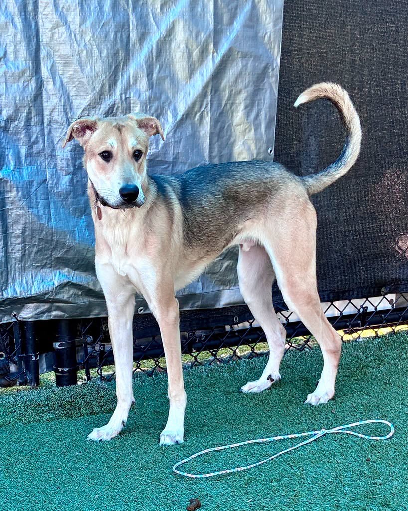 Mei-Mei, a Shepherd (mix breed), available for adoption