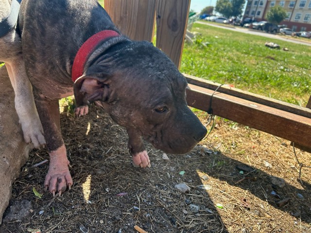 A481665, a Pit Bull Terrier, available for adoption