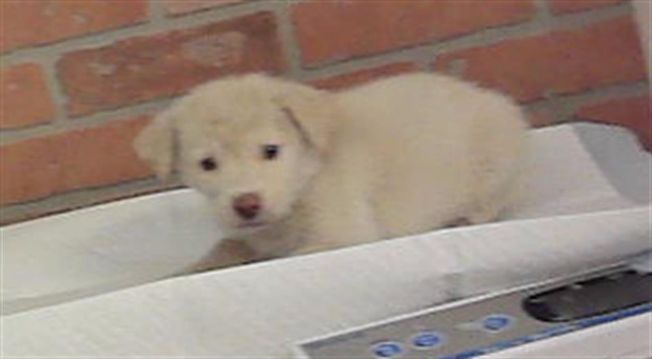 Riley, a German Shepherd, available for adoption