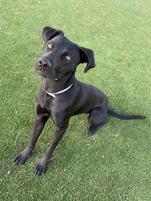 Belle, a Weimaraner, available for adoption