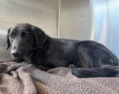 Gunther, a Retriever, available for adoption