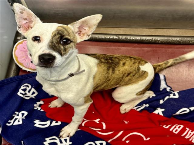 Nala, a Staffordshire Bull Terrier (mix breed), available for adoption