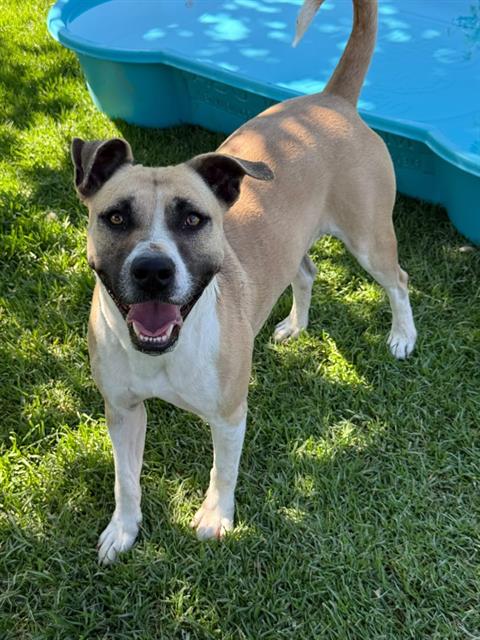 Wales, a Shepherd, available for adoption