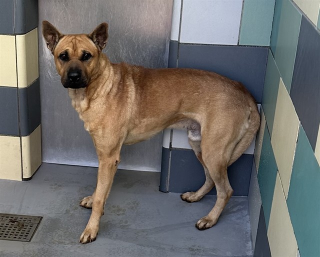Banana, a German Shepherd, available for adoption