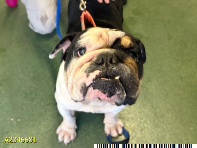 Wheezy, a American Bulldog, available for adoption