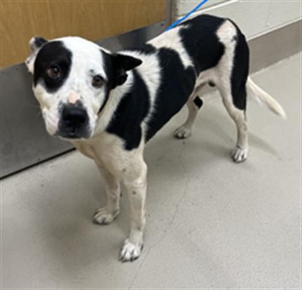 Moon, a Pit Bull Terrier (mix breed), available for adoption