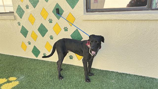 Jarvis, a Black Labrador Retriever (mix breed), available for adoption