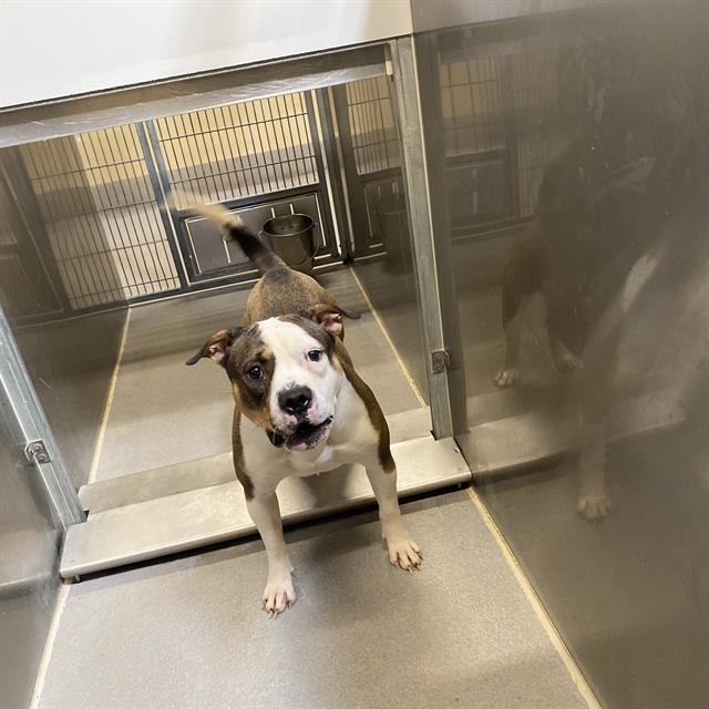 A615409, a Pit Bull Terrier, available for adoption