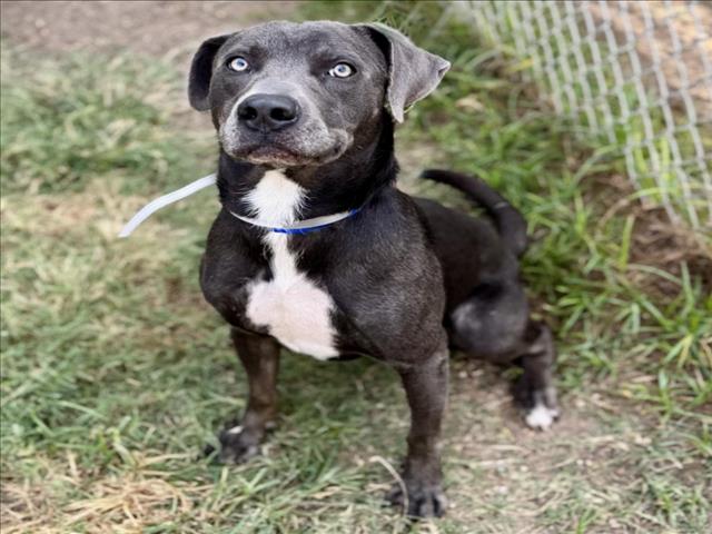 Miguel, a Labrador Retriever (mix breed), available for adoption