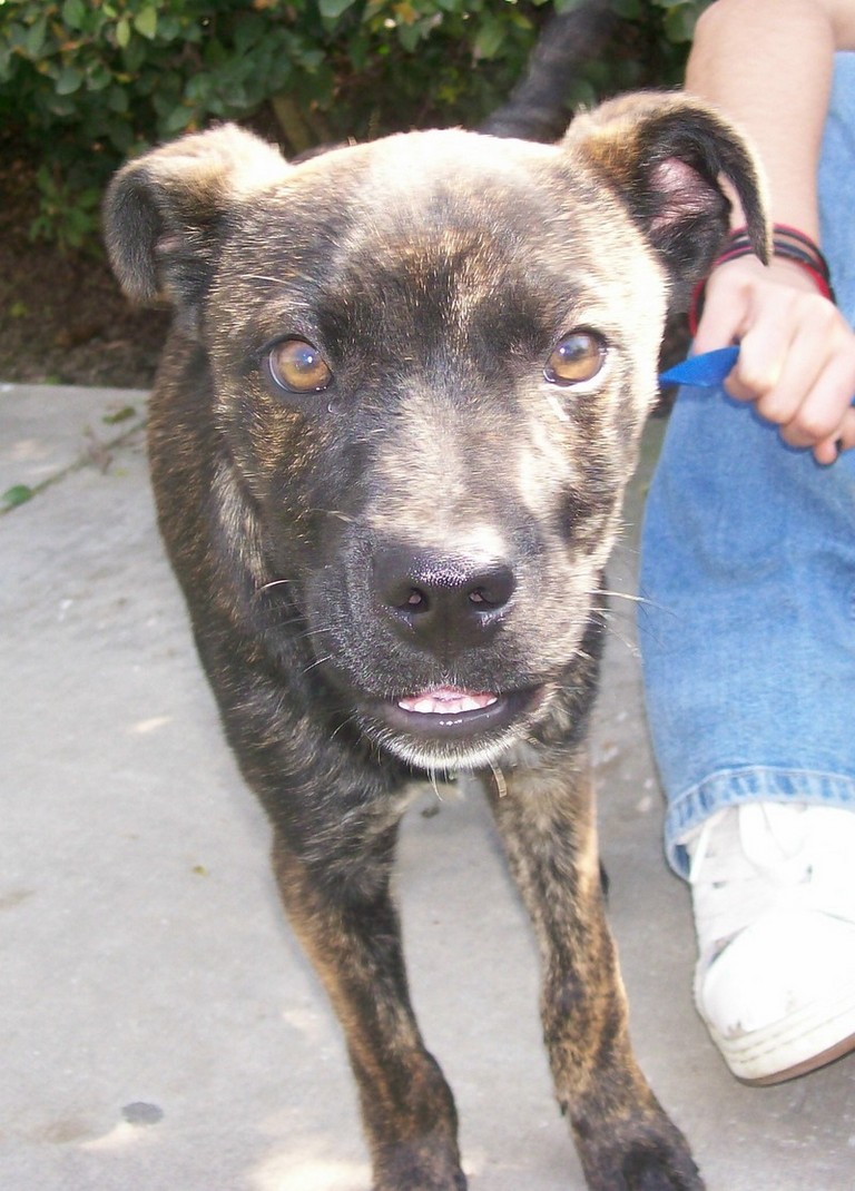 Other Photos of thie Dog