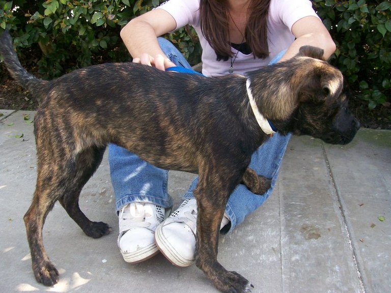 Other Photos of thie Dog