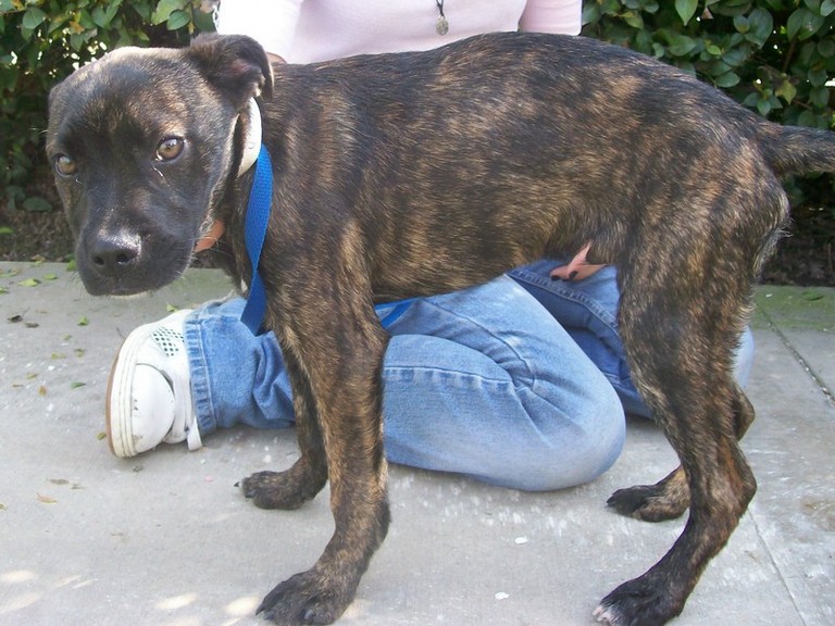Other Photos of thie Dog