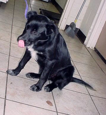 Other Photos of thie Dog