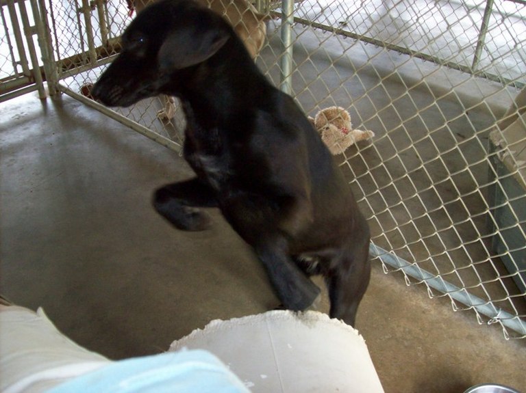 Other Photos of thie Dog