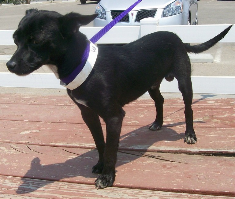Other Photos of thie Dog