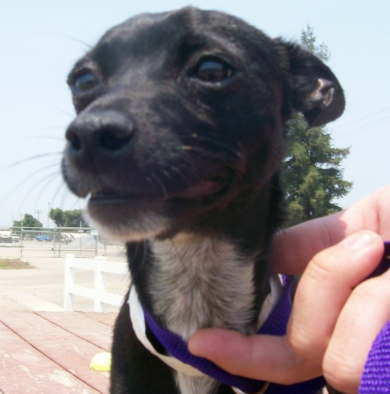 Other Photos of thie Dog