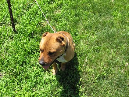 Other Photos of thie Dog