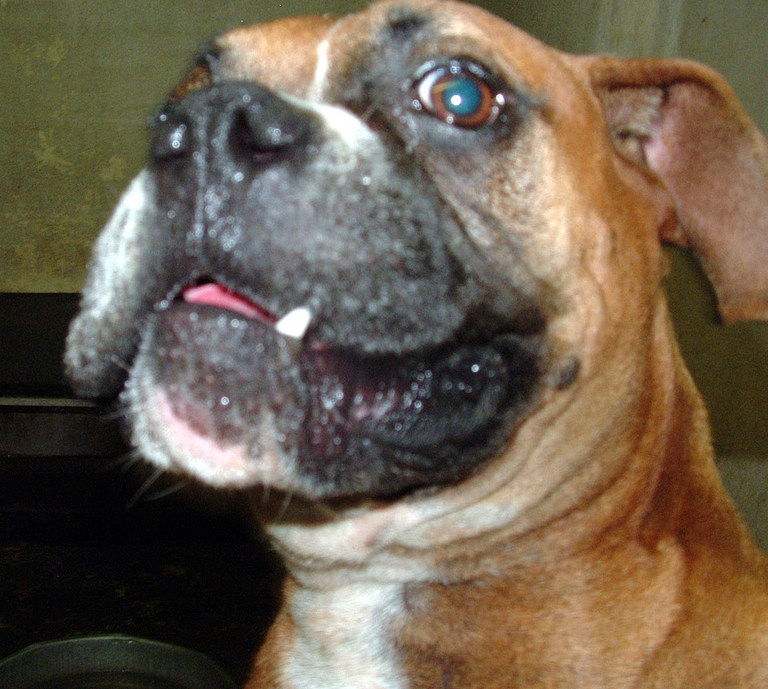 Other Photos of thie Dog