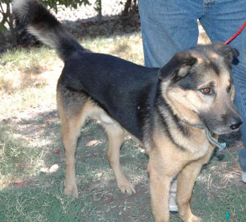 Other Photos of thie Dog