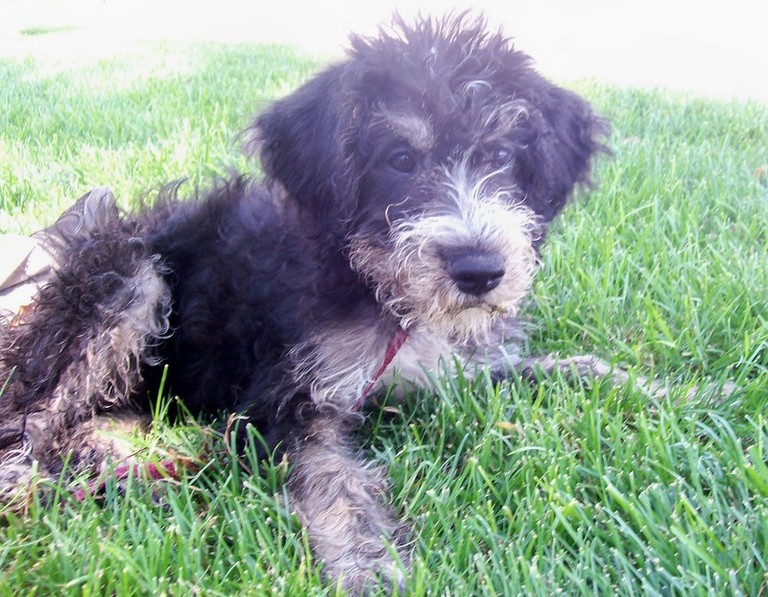 Other Photos of thie Dog