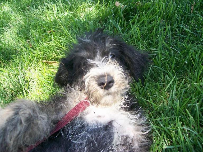 Other Photos of thie Dog
