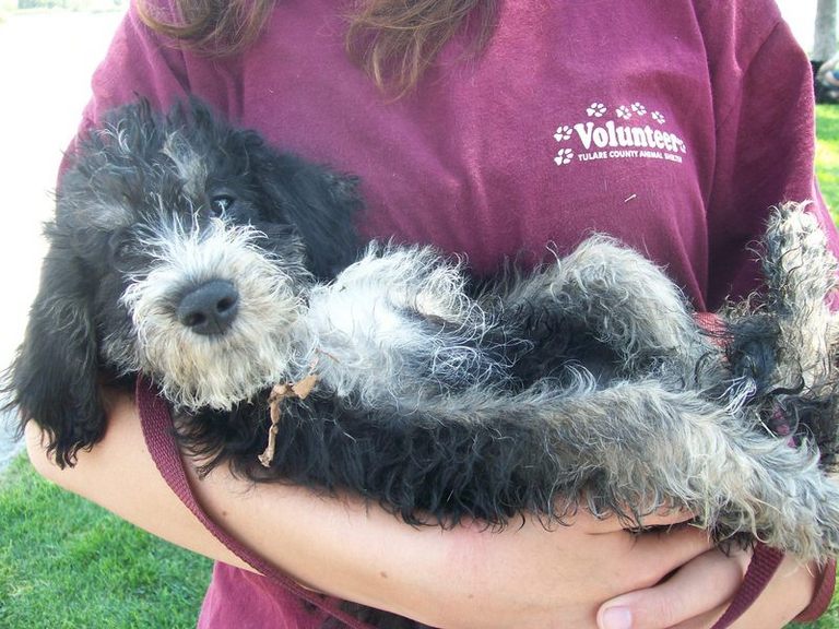 Other Photos of thie Dog