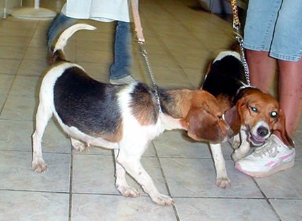 Other Photos of thie Dog
