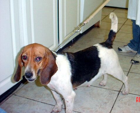 Other Photos of thie Dog