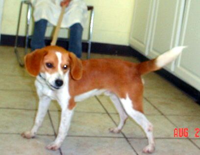 Other Photos of thie Dog