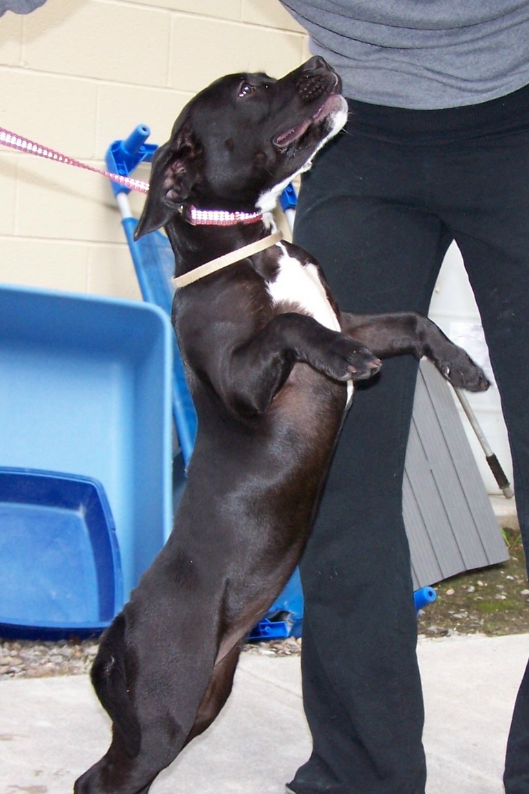 Other Photos of thie Dog