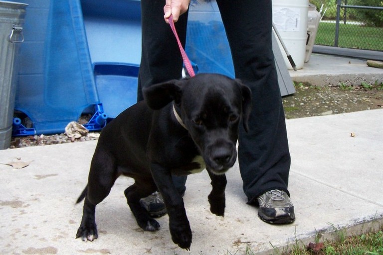 Other Photos of thie Dog