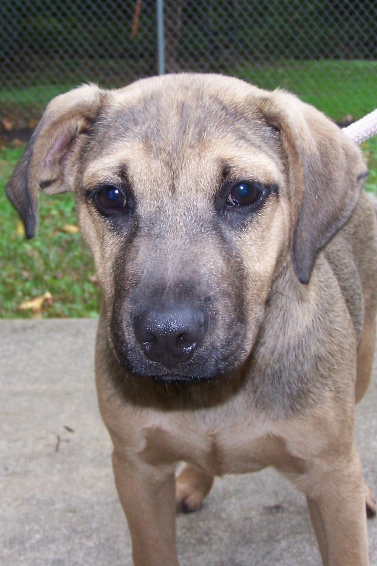 Other Photos of thie Dog