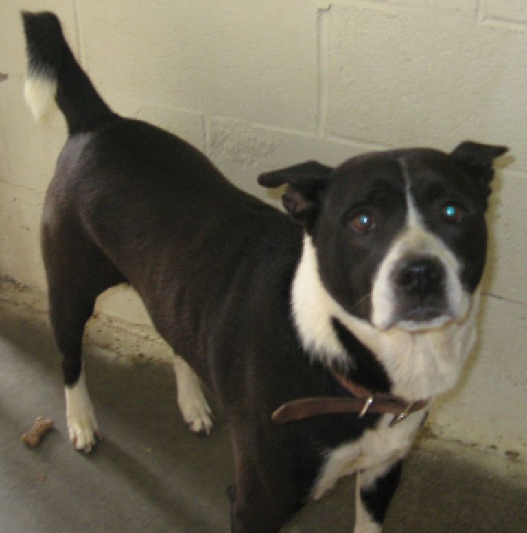 Other Photos of thie Dog