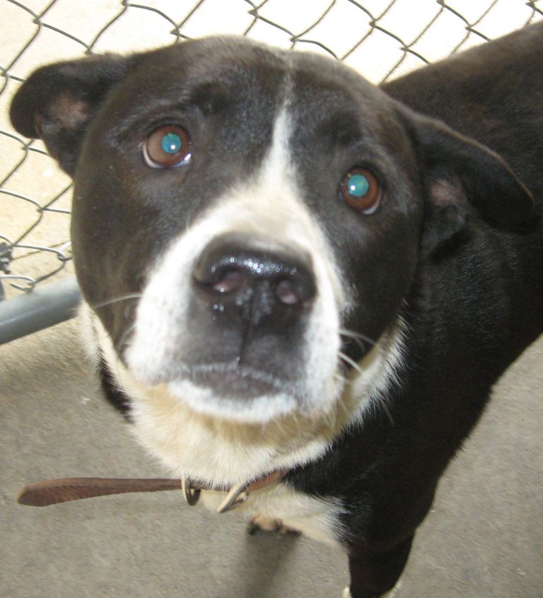 Other Photos of thie Dog