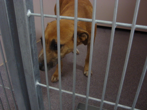 Other Photos of thie Dog