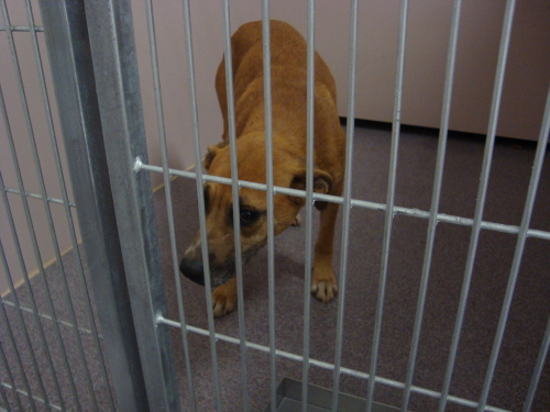Other Photos of thie Dog