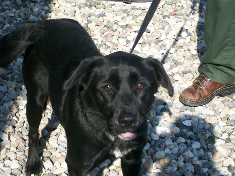 Main Photo of this Dog