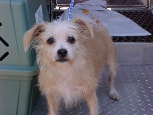 Main Photo of this Dog