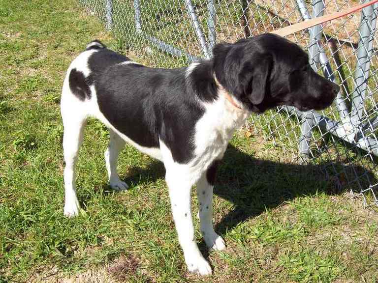 Other Photos of thie Dog
