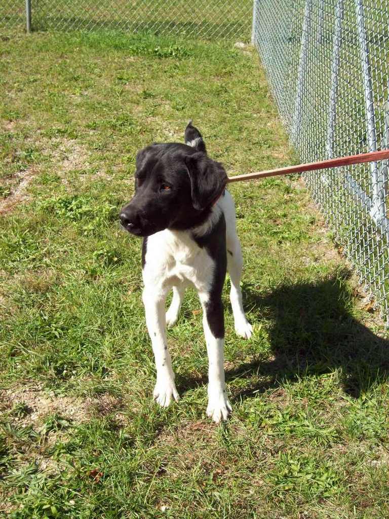 Other Photos of thie Dog