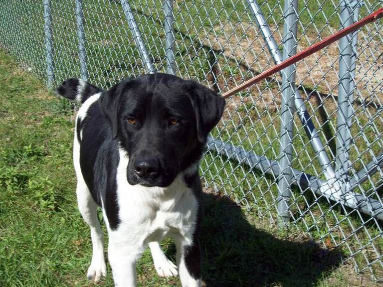 Other Photos of thie Dog