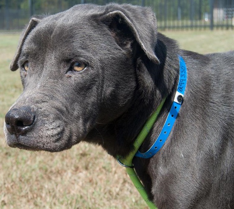 Other Photos of thie Dog