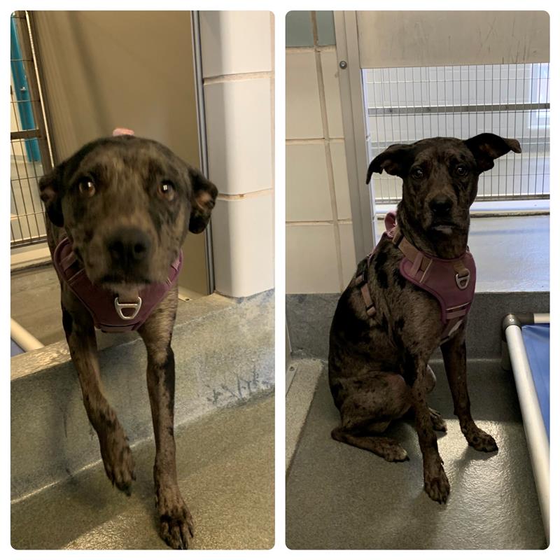 Main Photo of this Dog