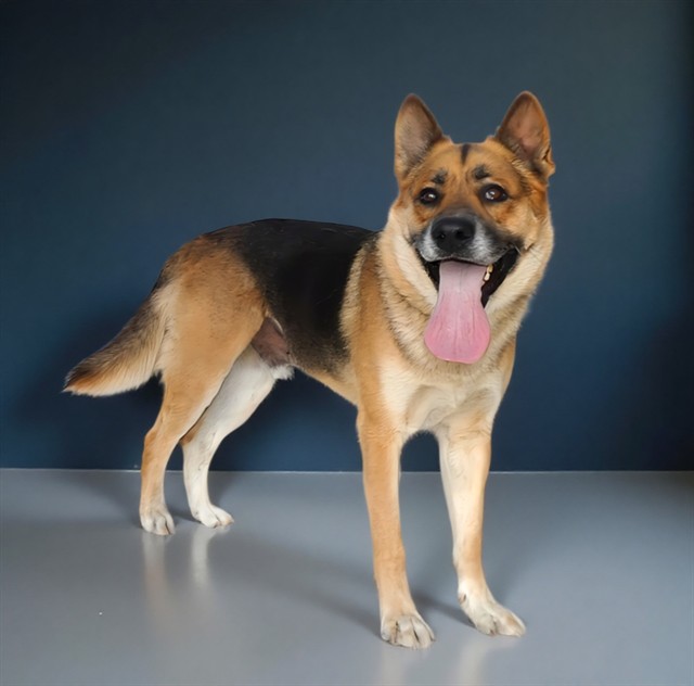 DogInDanger of Being Killed