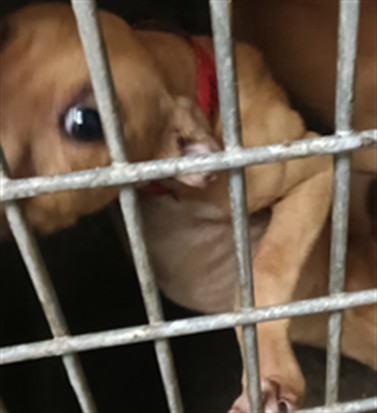 A2284110, a Pit Bull Terrier, available for adoption