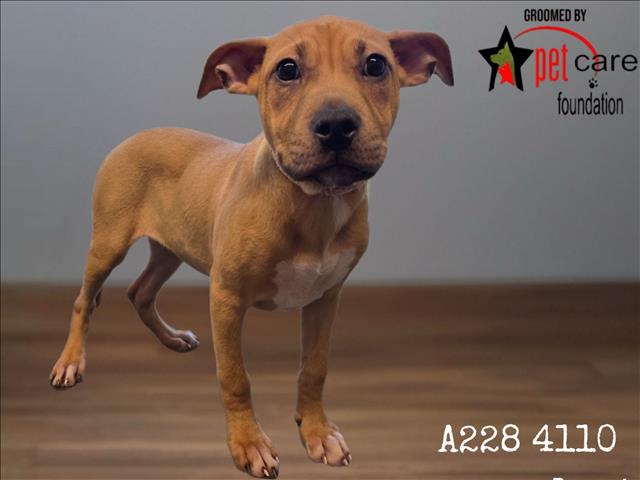Pit Bull Terrier available for adoption