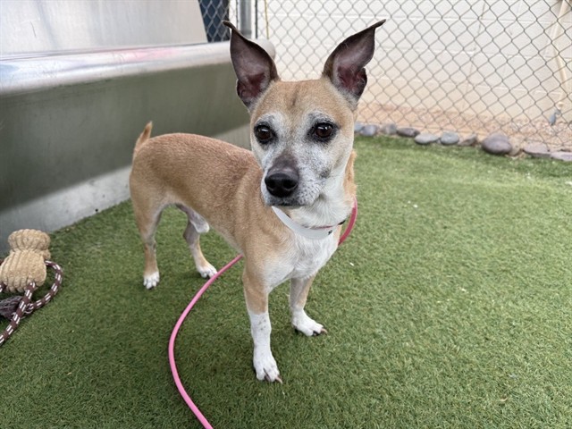Cheddar Bay Biscuit, a Chihuahua (mix breed), available for adoption