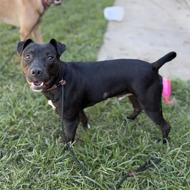 Panther, a Pit Bull Terrier, available for adoption