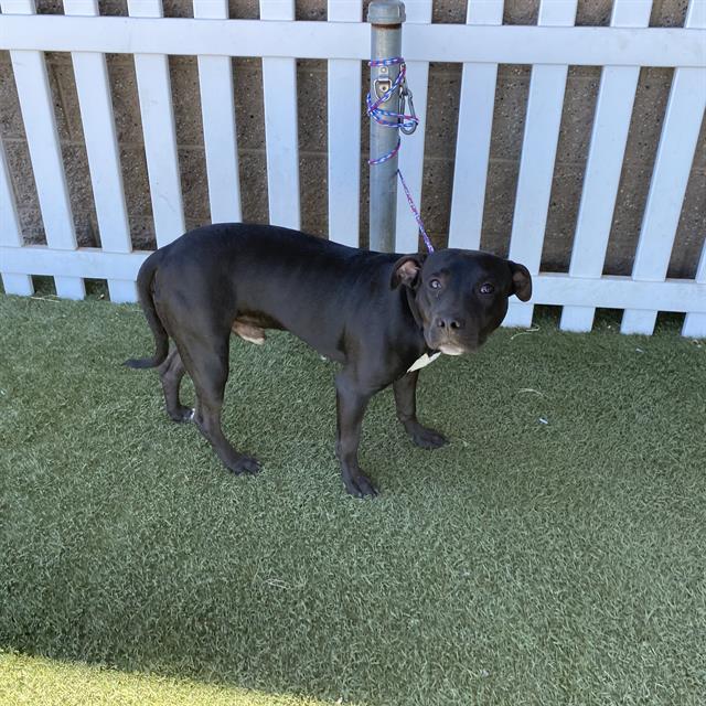 Panther, a Pit Bull Terrier, available for adoption