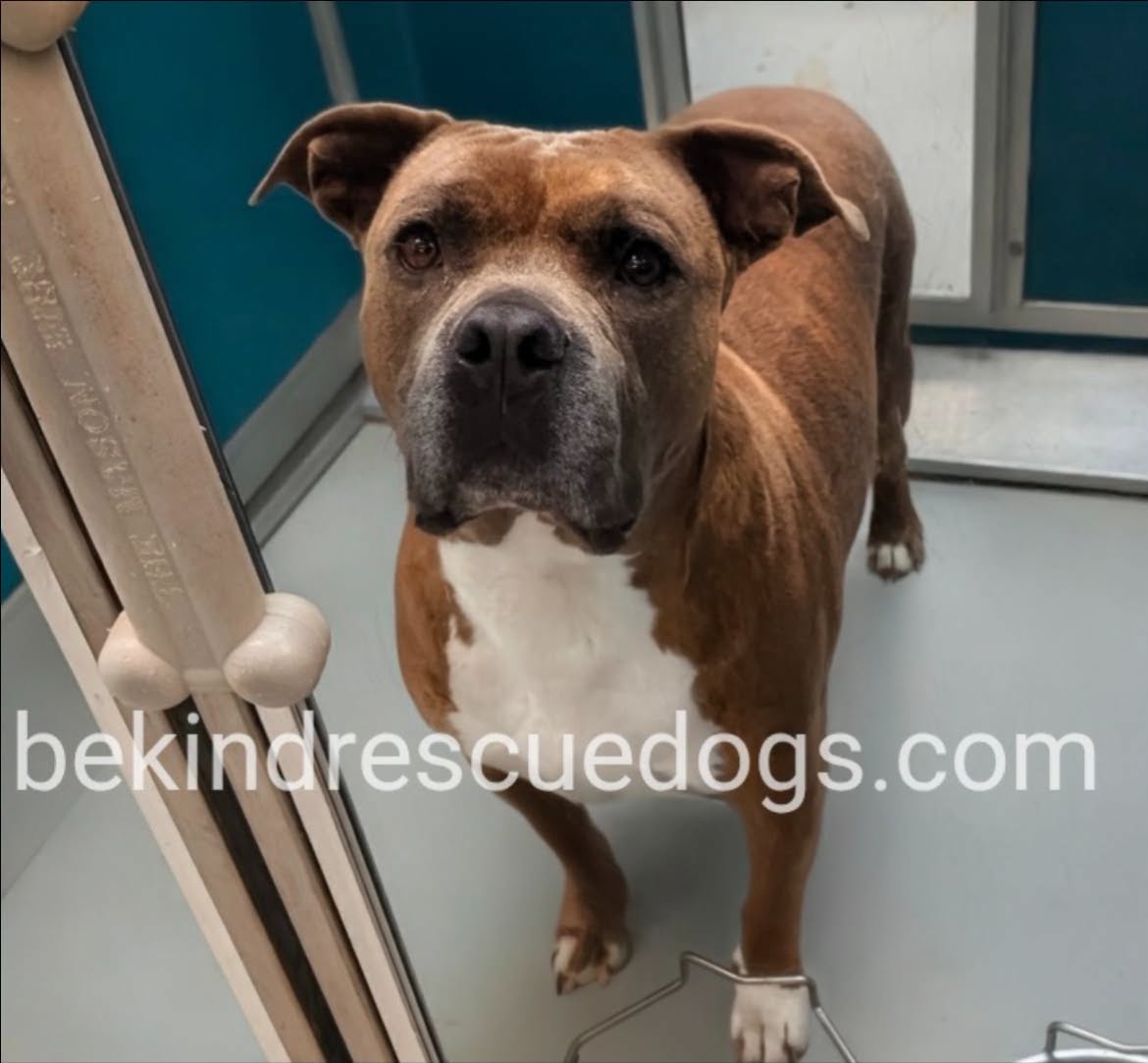 Bear, a American Staffordshire Terrier, available for adoption